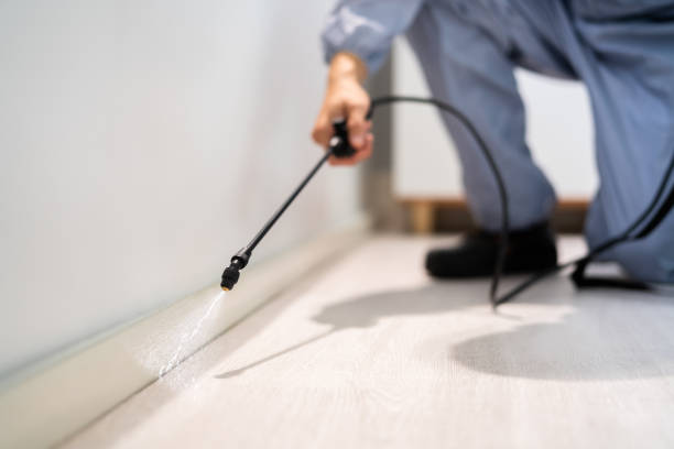 Licensed Wasp Removal service in Fellsmere, FL - Show Me Pest Control